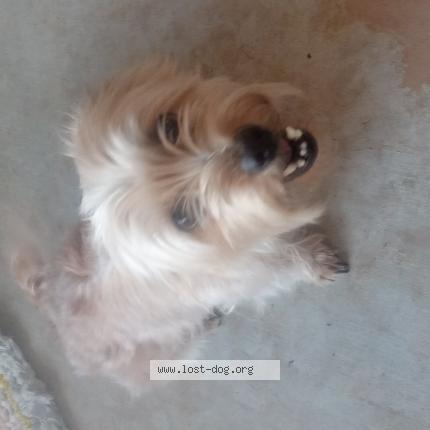 Photo 1/1 Reunited dog Lost in Gatesville