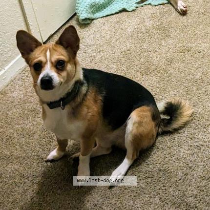 Photo 1/1 Reunited dog Lost in Tulsa