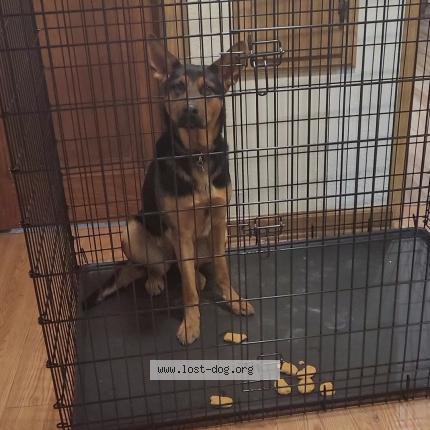 Photo 1/1 Reunited dog Lost in Milwaukee