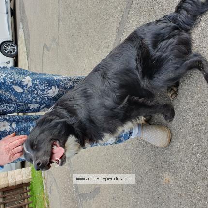 Foto eines gefundenen Hundes in Fahy
