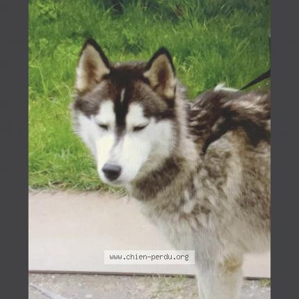 Foto 1/1 Hond teruggevonden Gevonden in Dohan