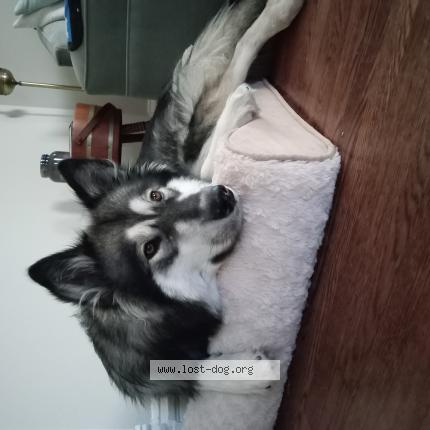 Picture of dog lost at Saint Louis