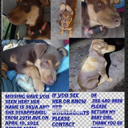 Photo 1/1 Reunited dog Lost in Ocala
