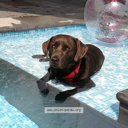 Foto van vermiste hond in Seraing
