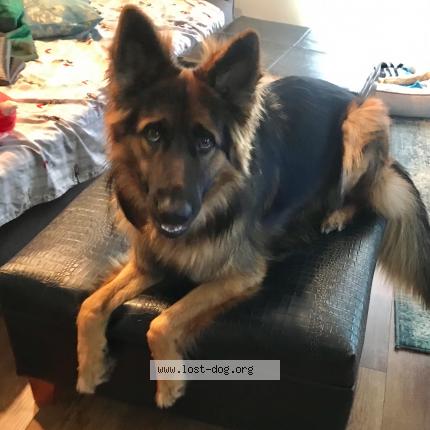 Photo 1/1 Reunited dog Lost in Philadelphia
