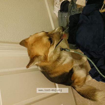 Photo 1/1 Reunited dog Found in Weaverville