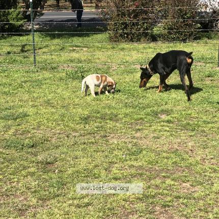 Picture of dog lost at Escalon