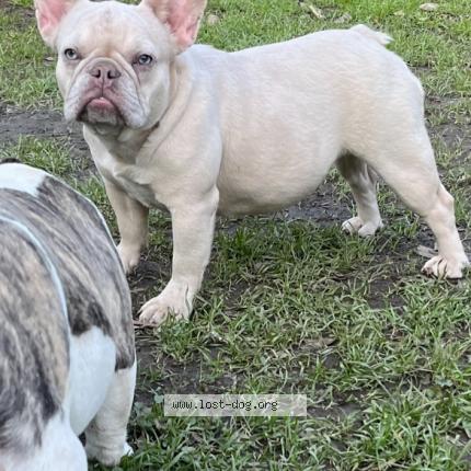 Picture of dog lost at Stockton