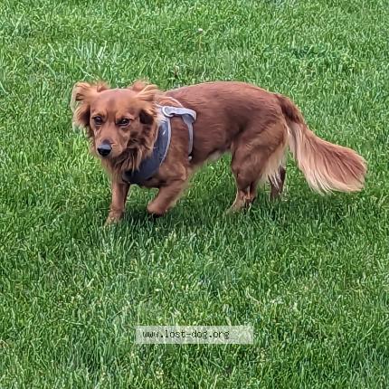 Photo 1/1 Reunited dog Found in Trotwood
