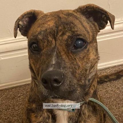 Photo 1/1 Reunited dog Lost in Washington Courthouse