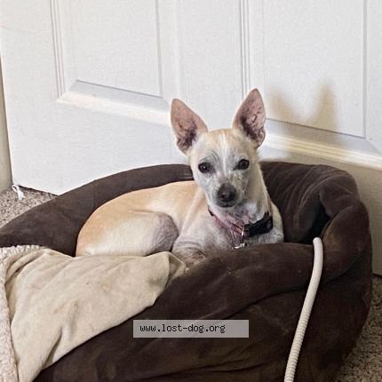 Photo 1/1 Reunited dog Lost in Marysville
