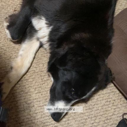 Picture of dog lost at Bowling Green