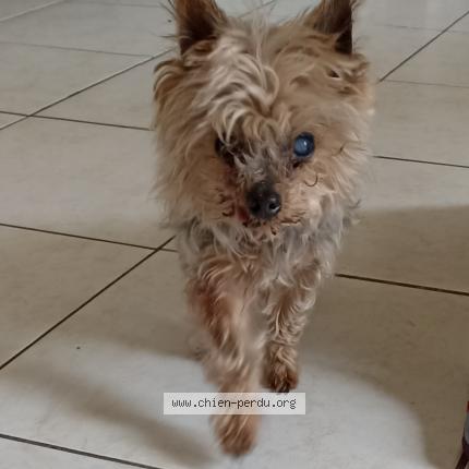 Foto 1/1 Hond teruggevonden Gevonden in Ath