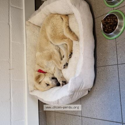 Foto 1/1 Hond teruggevonden Vermist in Ittre