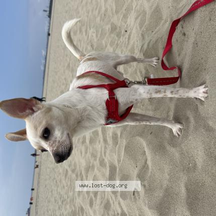 Photo 1/1 Reunited dog Found in Los Angeles