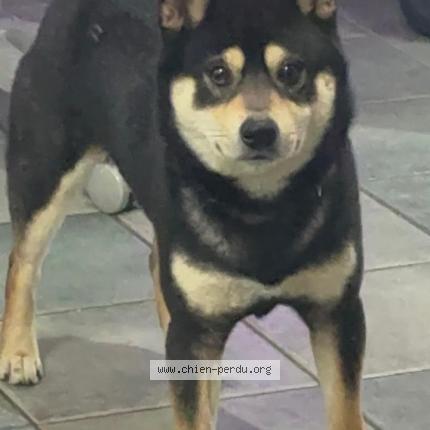 Foto van vermiste hond in Anderlecht