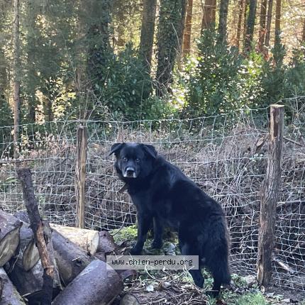 Photo 1/1 Zoran Chien lost in Riverenert