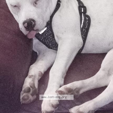 Photo 1/1 Reunited dog Lost in Hillsboro