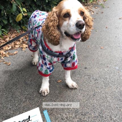 Picture of dog lost at Bellflower