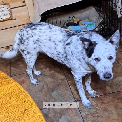 Photo 1/1 Reunited dog Lost in Sweetwater