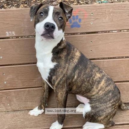 Photo 1/1 Reunited dog Lost in Lafayette