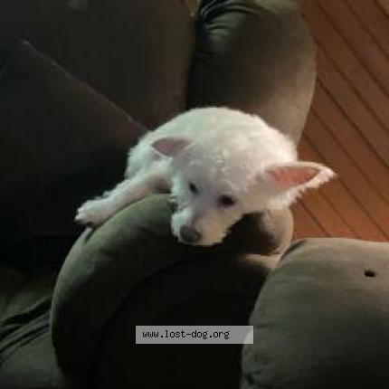 Photo 1/1 Reunited dog Lost in League City