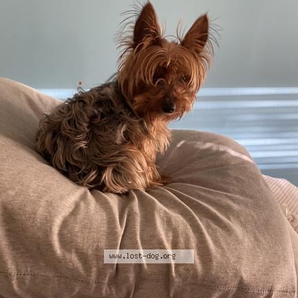 Photo 1/1 Reunited dog Lost in Wilmington