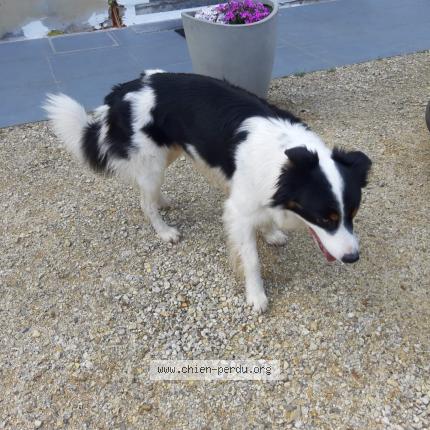 Foto van gevonden hond in Lasne