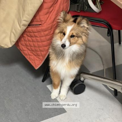 Foto van vermiste hond in Prouvy