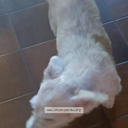 Foto 1/1 Hond teruggevonden Vermist in Roeux