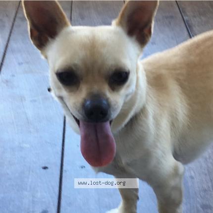 Photo 1/1 Reunited dog Lost in South City