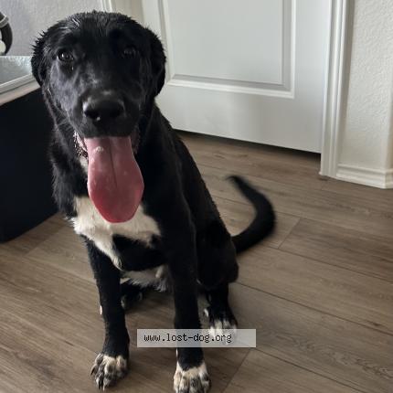 Photo 1/1 Reunited dog Found in Del Valle