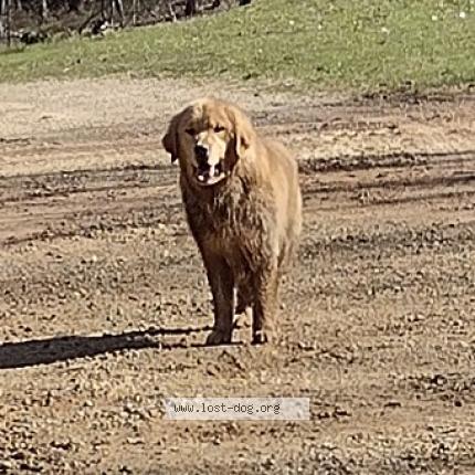Photo 1/1 Reunited dog Found in Richland Sauk County Area