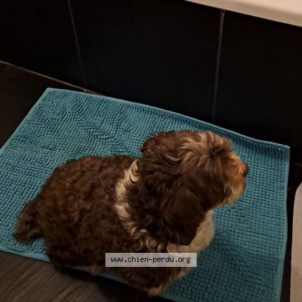 Photo 1/1 Pipa Chien lost in Baudour