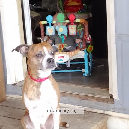 Photo 1/1 Reunited dog Lost in Butler