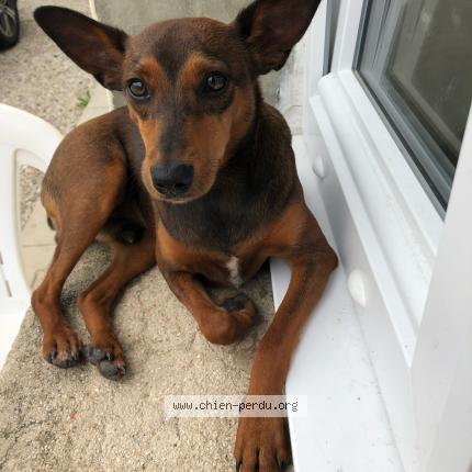 Photo 1/1 Onyx Chien lost in Villiers sur seine