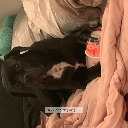 Photo 1/1 Reunited dog Lost in Fort Wayne