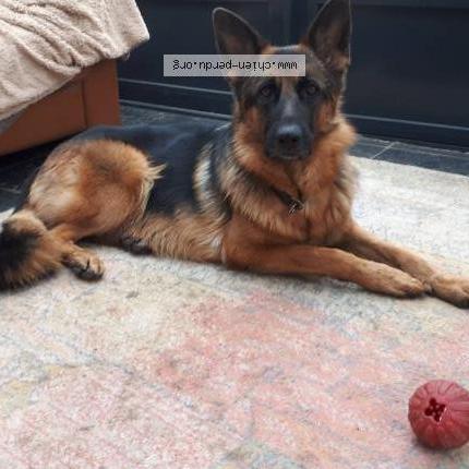 Foto van vermiste hond in Barry