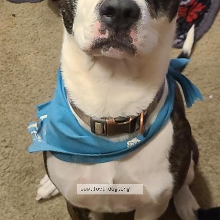 Photo 1/1 Reunited dog Lost in Idaho Falls