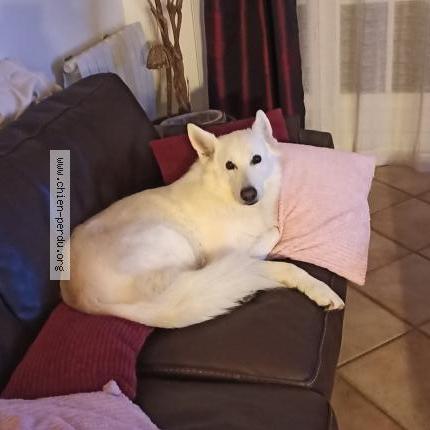 Photo 2/2 LANA Chien lost in Saint jean de vedas