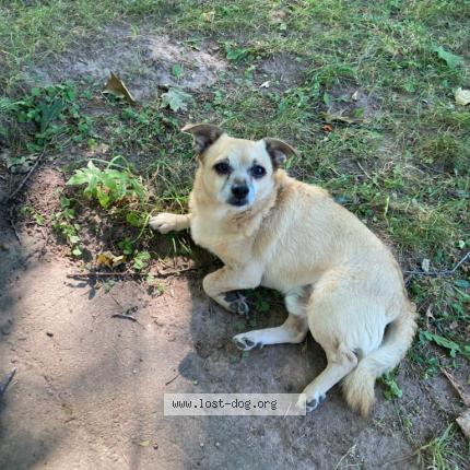 Picture of dog lost at Ashland