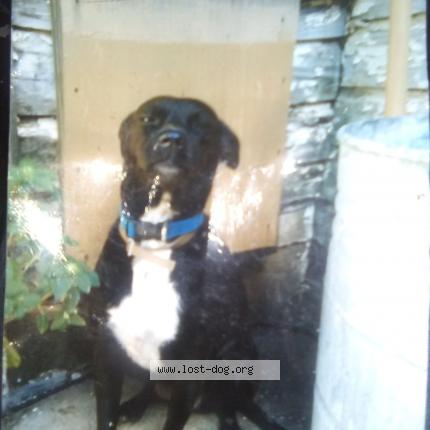 Photo 1/1 Reunited dog Lost in Lawton