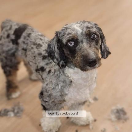 Picture of dog lost at Clearfield