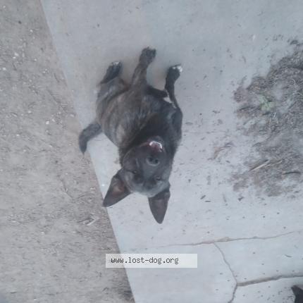Photo 1/1 Reunited dog Lost in La Junta