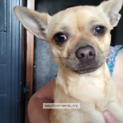 Foto 1/1 Hond teruggevonden Gevonden in Grivegnee