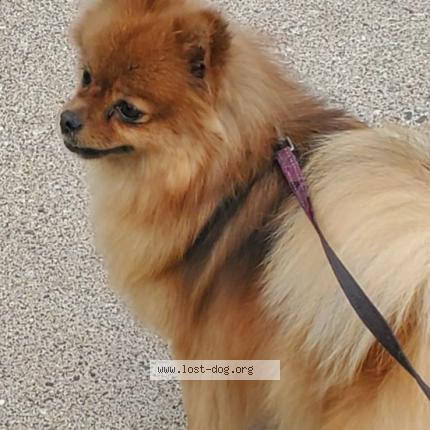 Picture of dog lost at Renville