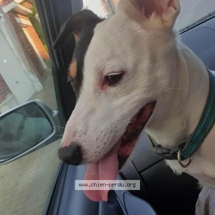 Foto 1/1 Hond teruggevonden Gevonden in Courcelles