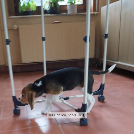 Foto van vermiste hond in Havinnes