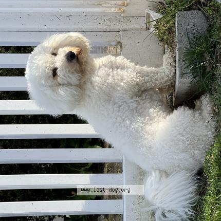 Photo 1/1 Reunited dog Lost in Hempstead