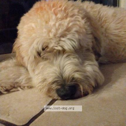 Photo 1/1 Reunited dog Lost in Orlando